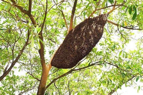 家里有蜜蜂窝怎么办马来西亚|家里有个蜂窝该怎么处理？切勿自行处理，可以打119找消防员！